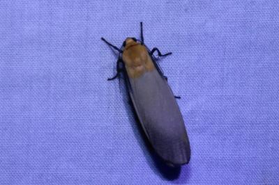 <i>Lithosia quadra</i>