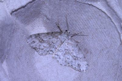 <i>Ectropis crepuscularia</i>