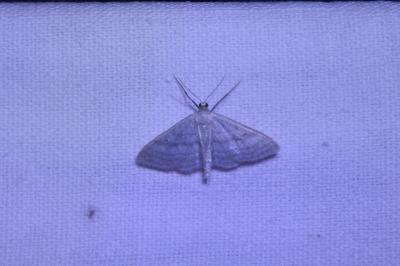 <i>Idaea subsericeata</i>