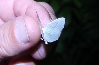 <i>Campaea margaritaria</i>