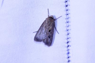 <i>Agrotis exclamationis</i>