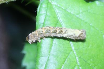 <i>Thyatira batis</i>