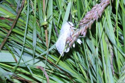 <i>Spilosoma lubricipeda</i>