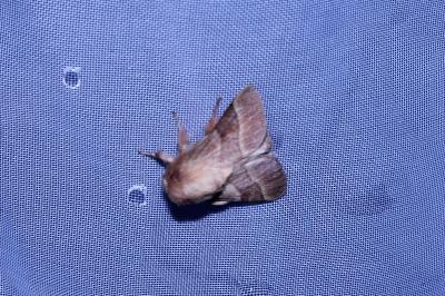<i>Malacosoma neustria</i>