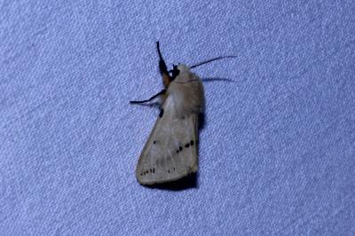 <i>Spilarctia lutea</i>