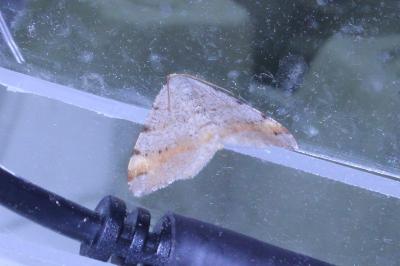 <i>Macaria liturata</i>