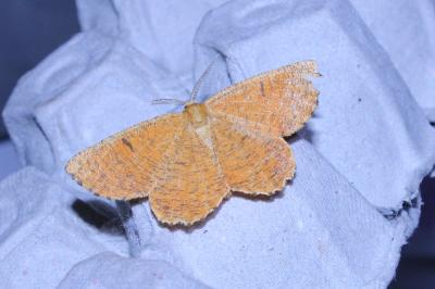 <i>Angerona prunaria</i>
