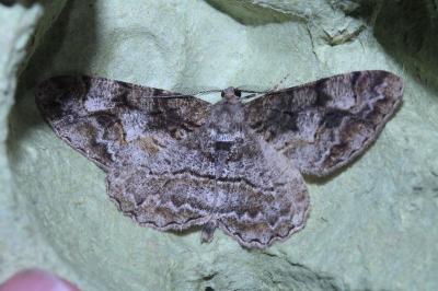 <i>Alcis repandata</i>