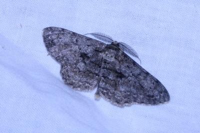 <i>Hypomecis roboraria</i>