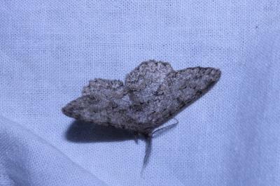 <i>Hypomecis punctinalis</i>
