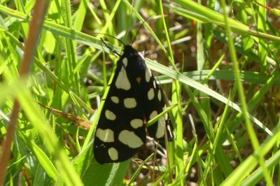 <i>Arctia villica</i>