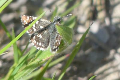 <i>Pyrgus malvae</i>