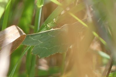 <i>Thalera fimbrialis</i>