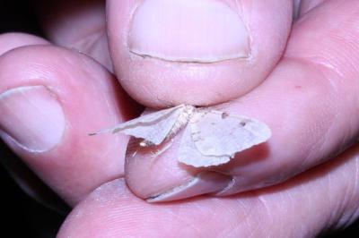<i>Colostygia pectinataria</i>