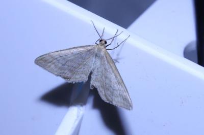 <i>Idaea macilentaria</i>