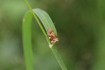 <i>Archips xylosteana</i>