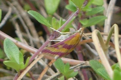 <i>Pyrausta sanguinalis</i>