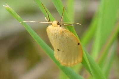 <i>Cybosia mesomella</i>