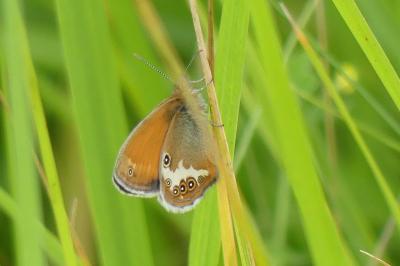 Coenonympha arcania