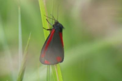 <i>Tyria jacobaeae</i>