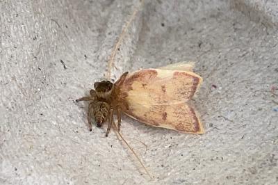 <i>Carcina quercana</i>