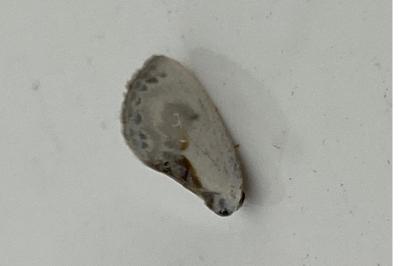 <i>Cilix glaucata</i>