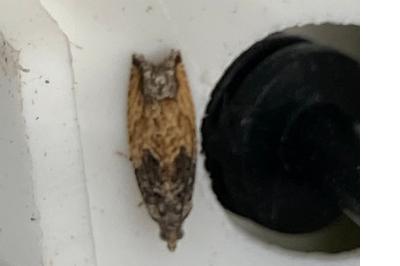 <i>Epinotia nisella</i>