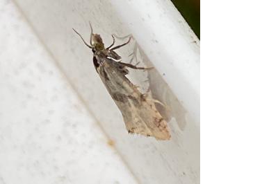 <i>Cochylis hybridella</i>