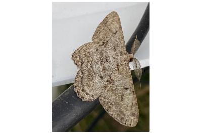 <i>Hypomecis punctinalis</i>