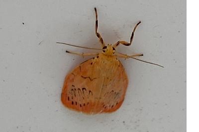 <i>Miltochrista miniata</i>