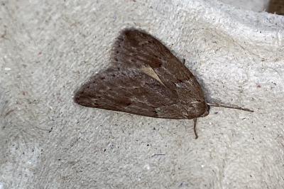 <i>Pachycnemia hippocastanaria</i>