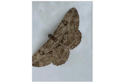 <i>Peribatodes rhomboidaria</i>