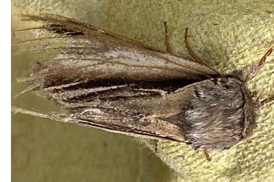 <i>Pheosia tremula</i>