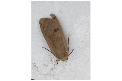 <i>Noctua pronuba</i>