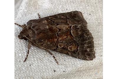 <i>Thalpophila matura</i>