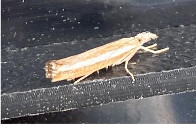 <i>Agriphila latistria</i>