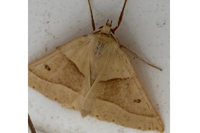 <i>Crocallis elinguaria</i>