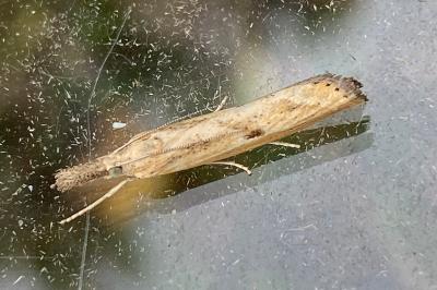 <i>Agriphila inquinatella</i>