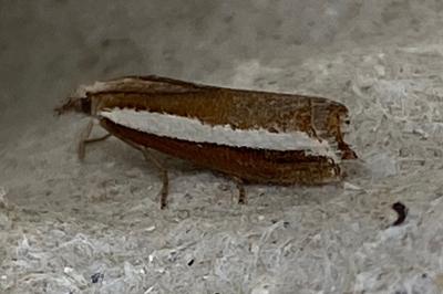 <i>Agriphila latistria</i>