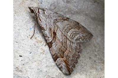 <i>Aplocera</i>