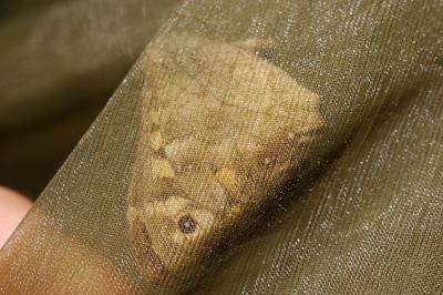 <i>Pararge aegeria</i>