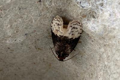 <i>Apotomis betuletana</i>