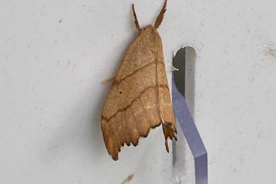 <i>Falcaria lacertinaria</i>
