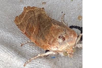 <i>Noctua fimbriata</i>