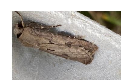 <i>Agrotis exclamationis</i>