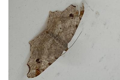 <i>Macaria alternata</i>