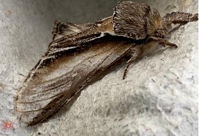 <i>Pheosia tremula</i>