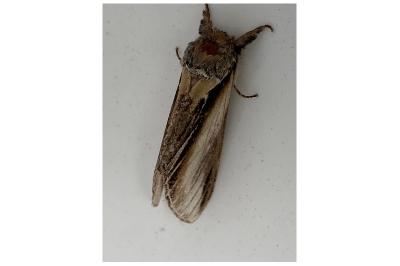 <i>Pheosia tremula</i>