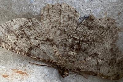 <i>Peribatodes rhomboidaria</i>
