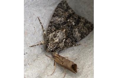 <i>Acronicta rumicis</i>